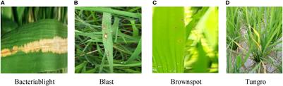 Rice pest identification based on multi-scale double-branch GAN-ResNet